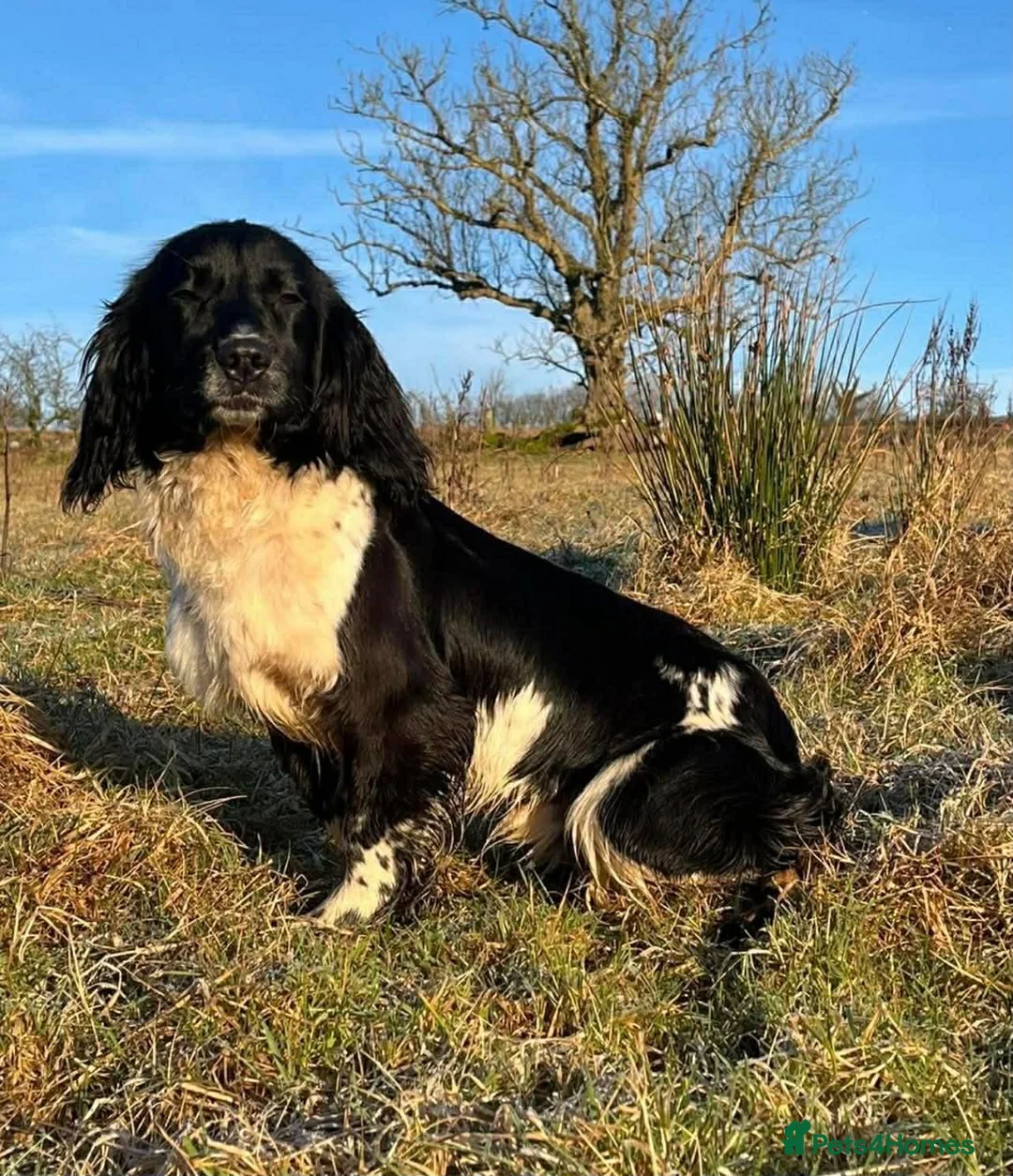 English Springer Spaniel dogs for sale: Our lovely Springer Spaniel puppies 🐾 in York - Advert 10