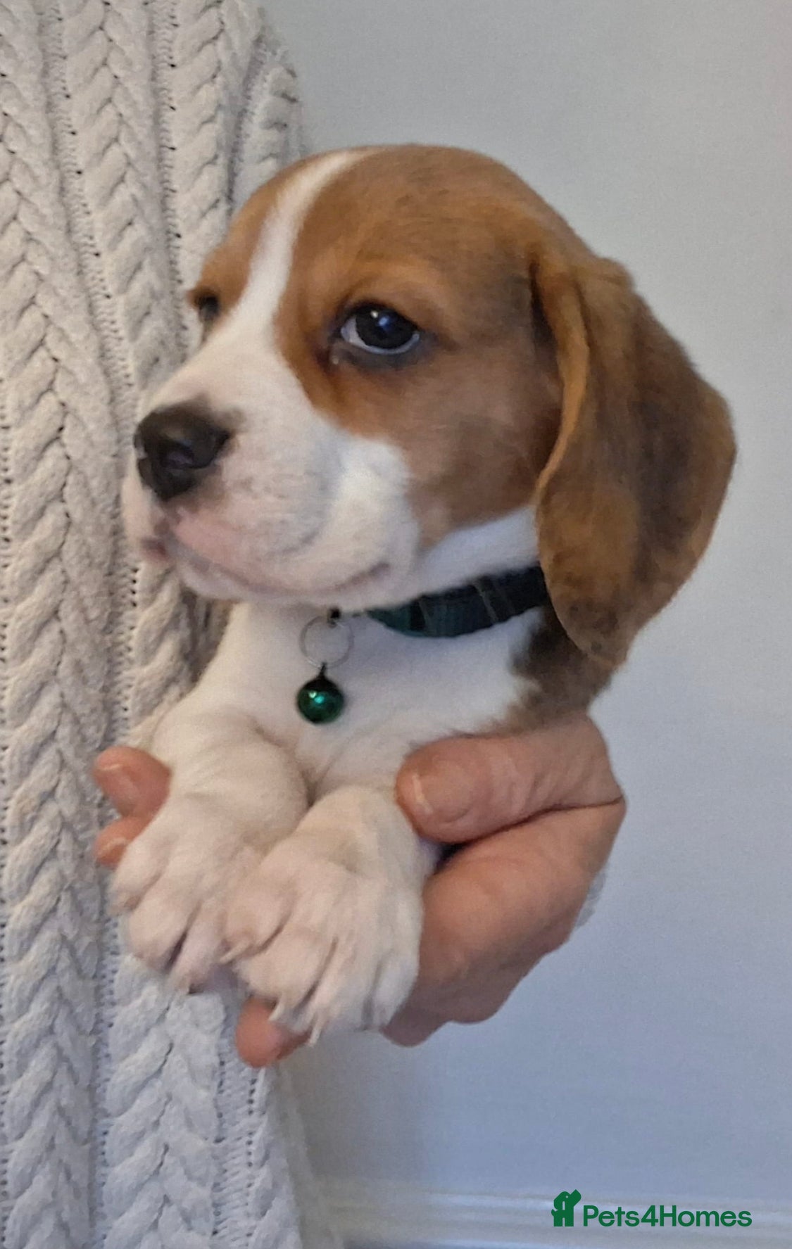 Beagle dogs KC Reg Pure Pedigree champ Beagle  - Advert 2