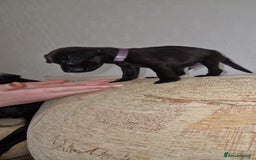 Patterdale Terrier dogs for sale: 1 year old Male Patterdale - Image 6