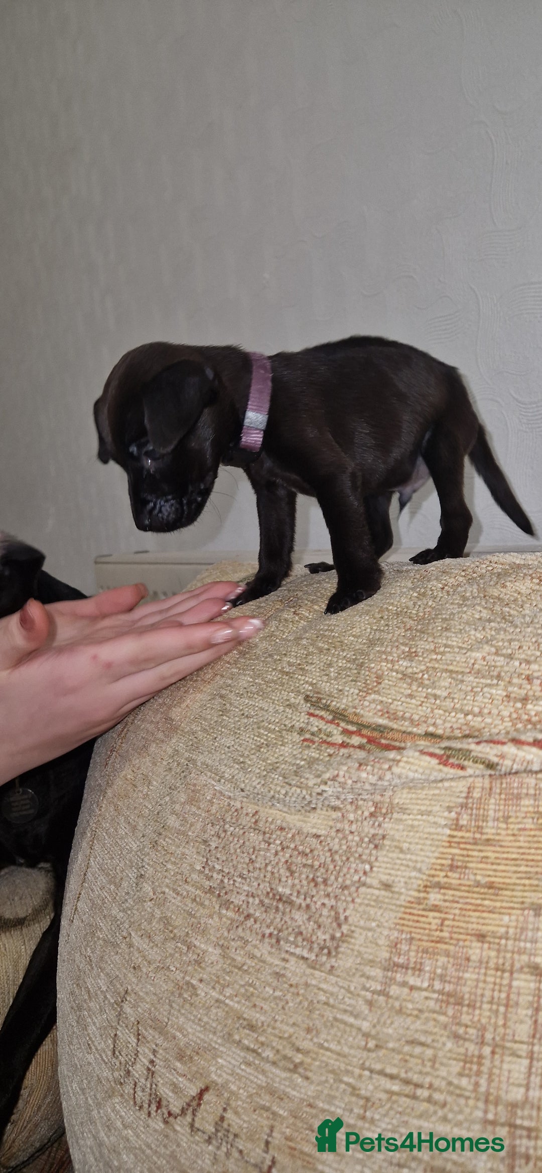 Patterdale Terrier dogs for sale: 1 year old Male Patterdale - Image 6