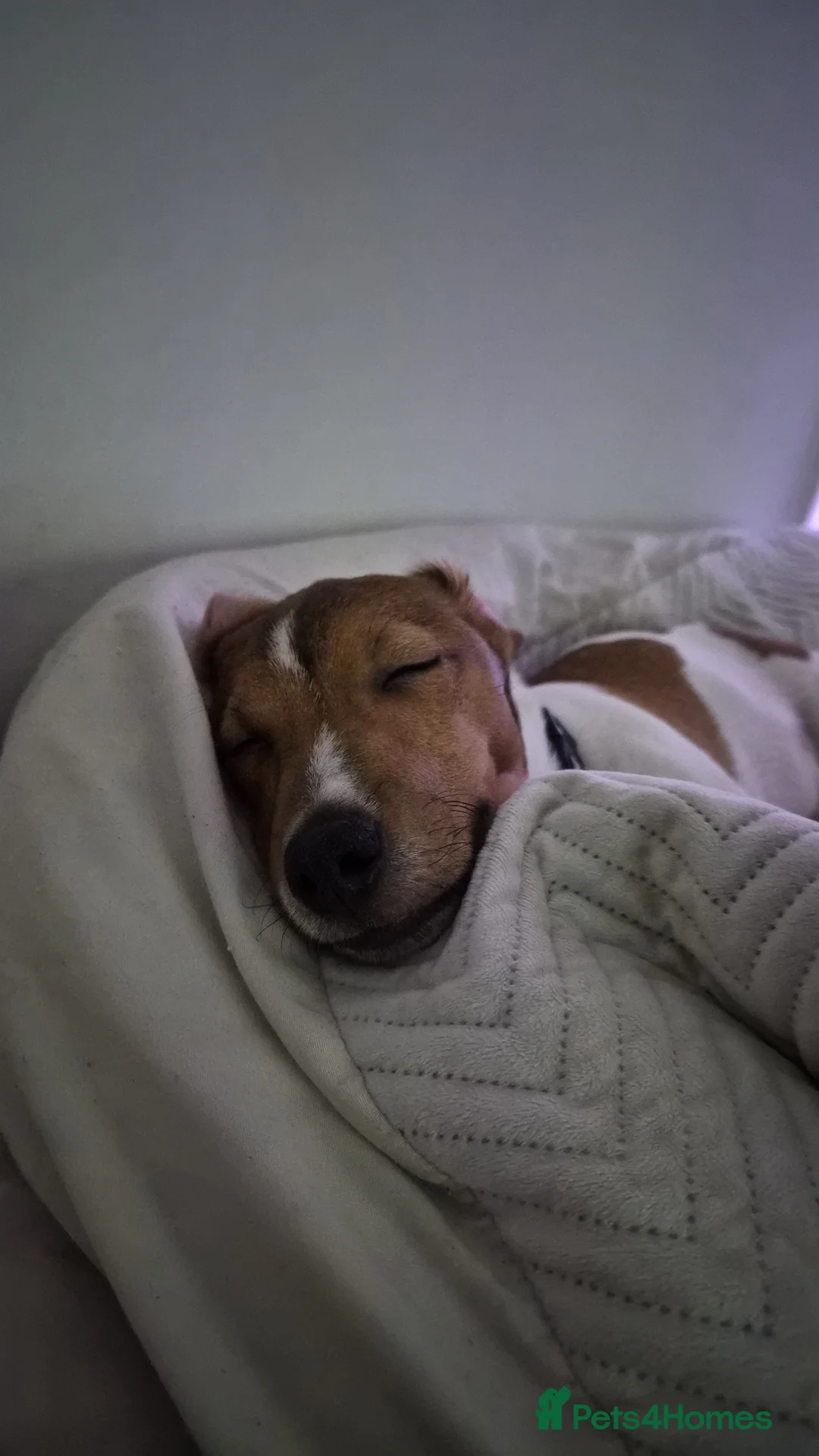 Jack Russell dogs for sale: Rocky the Jack russell - Advert 2