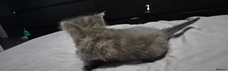 Mixed Breed cats for sale: Gorgeous grey kittens in Nottingham - Advert 8