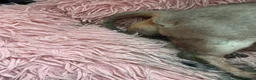 Dachshund dogs for sale: Dachshund cross Chinese crested  - Advert 6