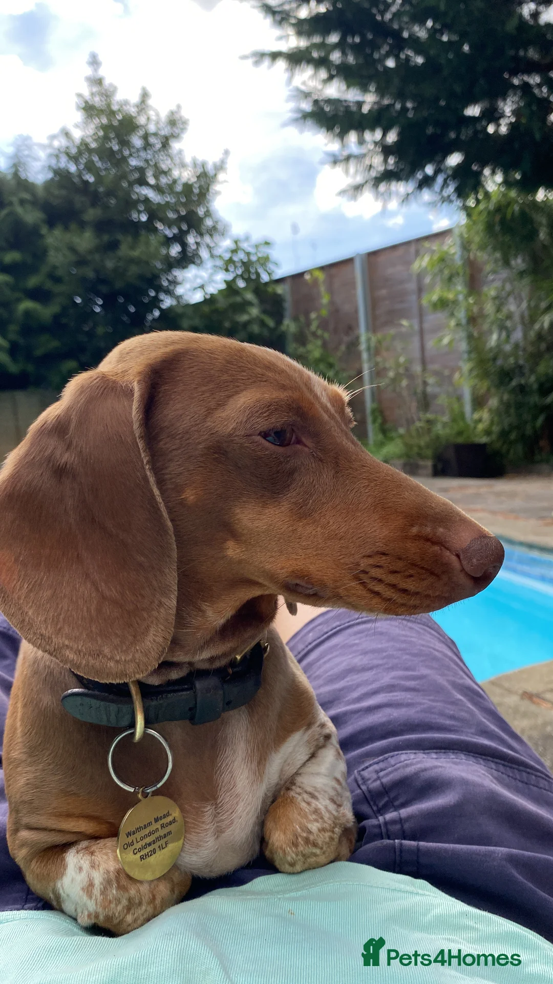 Miniature Dachshund dogs for sale: Smooth Mini Dachshund Pups ready for loving homes - Advert 2