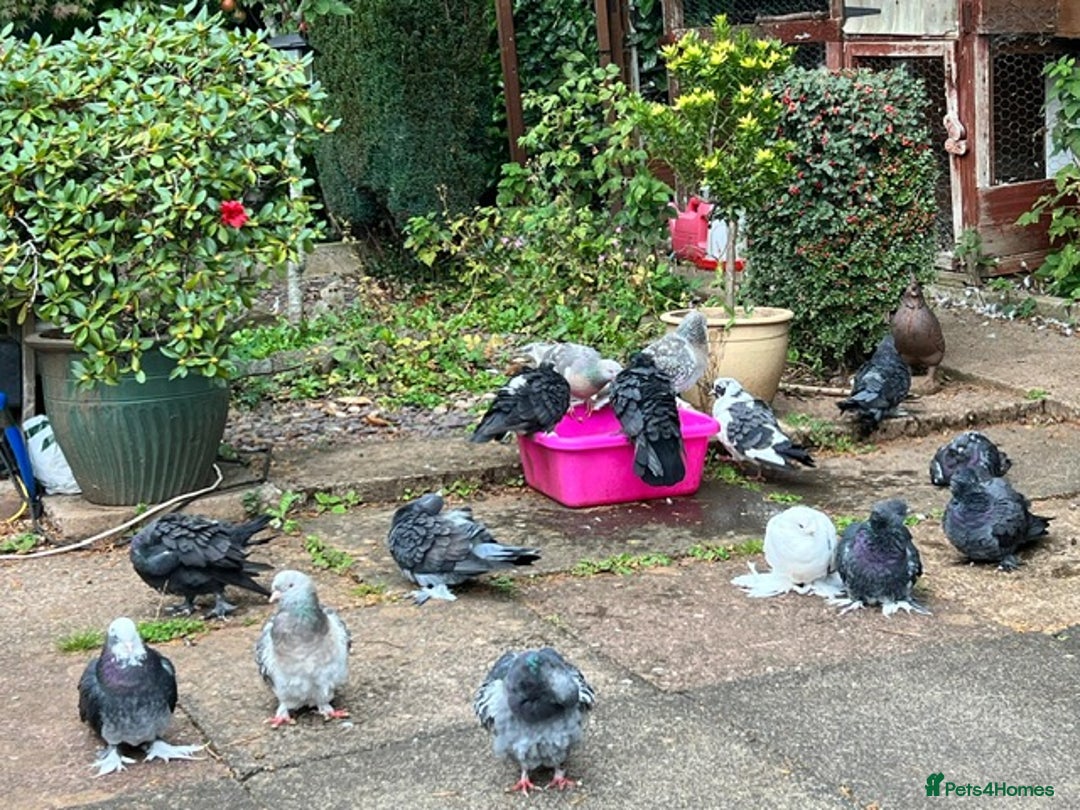 Pigeons birds for sale: Pigeons for sale - Image 3