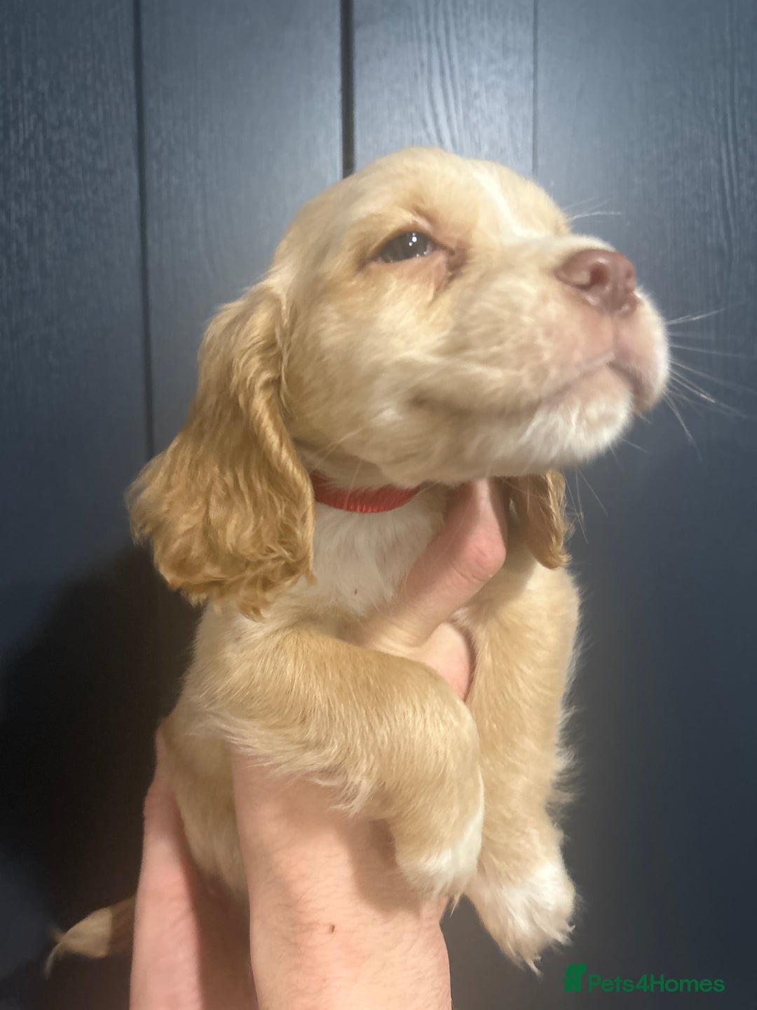 Cocker Spaniel dogs for sale: 3 Cocker Spaniel Puppies. 💙💙💙 - Advert 19