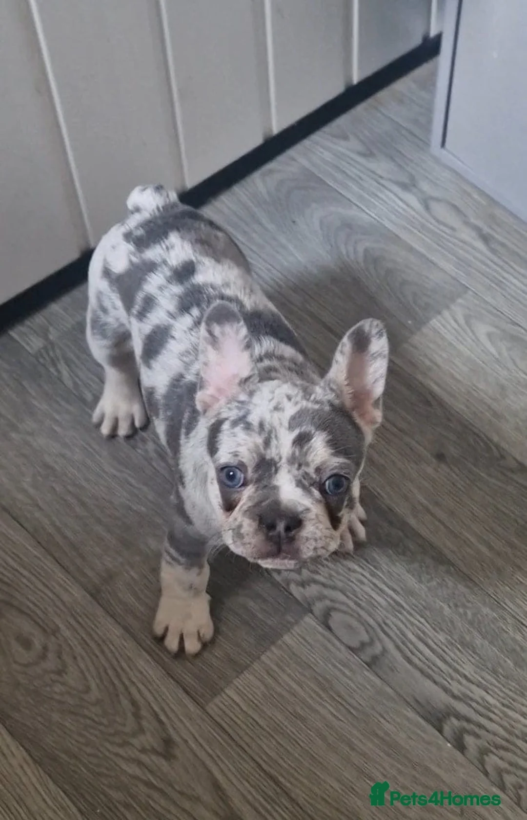 French Bulldog dogs for sale: Rehoming-Codeine”Codi” 😊 in Birmingham - Advert 3