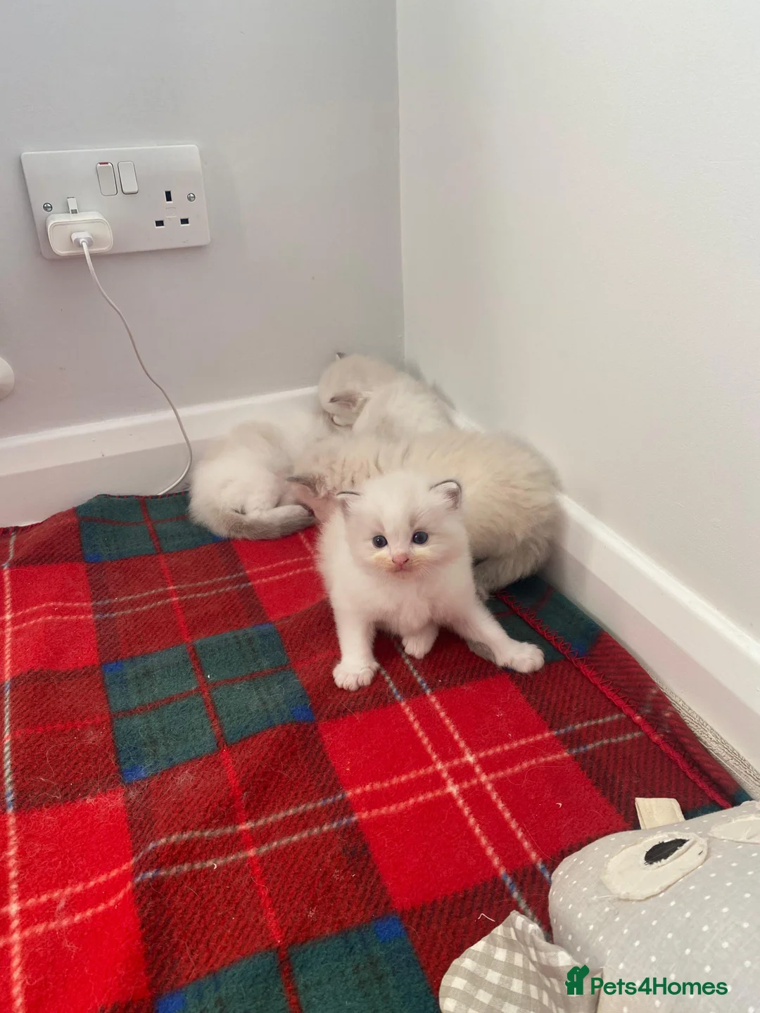 Ragdoll cats for sale: Adorable Ragdoll Kittens for Sale - Advert 2
