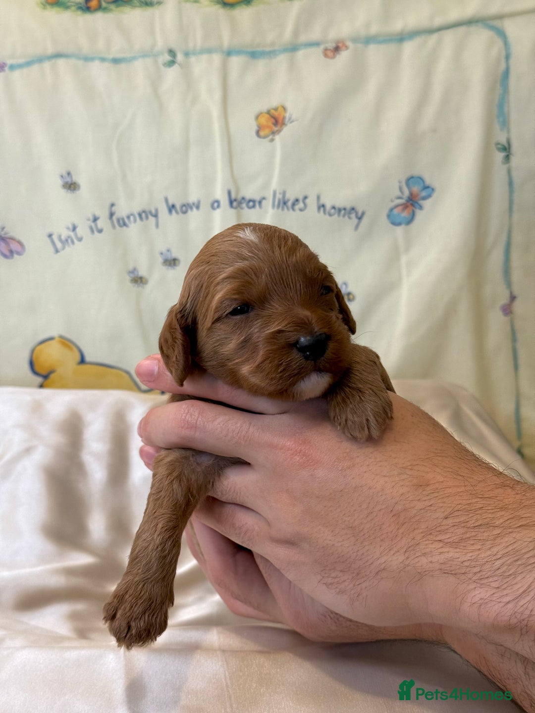 Cavapoo dogs for sale: 6 Cute Cavapoo puppies 6 - ready for homes in feb  - Advert 28