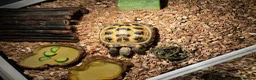 Tortoise reptiles for sale: Horsfield tortoise and set up in Oldham - Advert 2