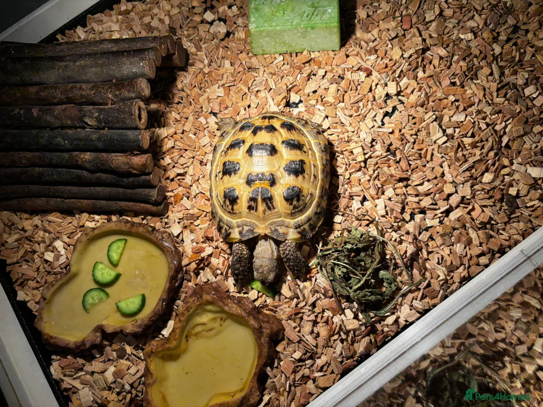 Tortoise reptiles for sale: Horsfield tortoise and set up in Oldham - Advert 2