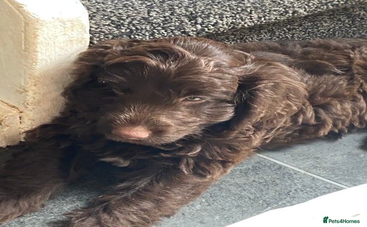 Cockapoo dogs - Advert 4