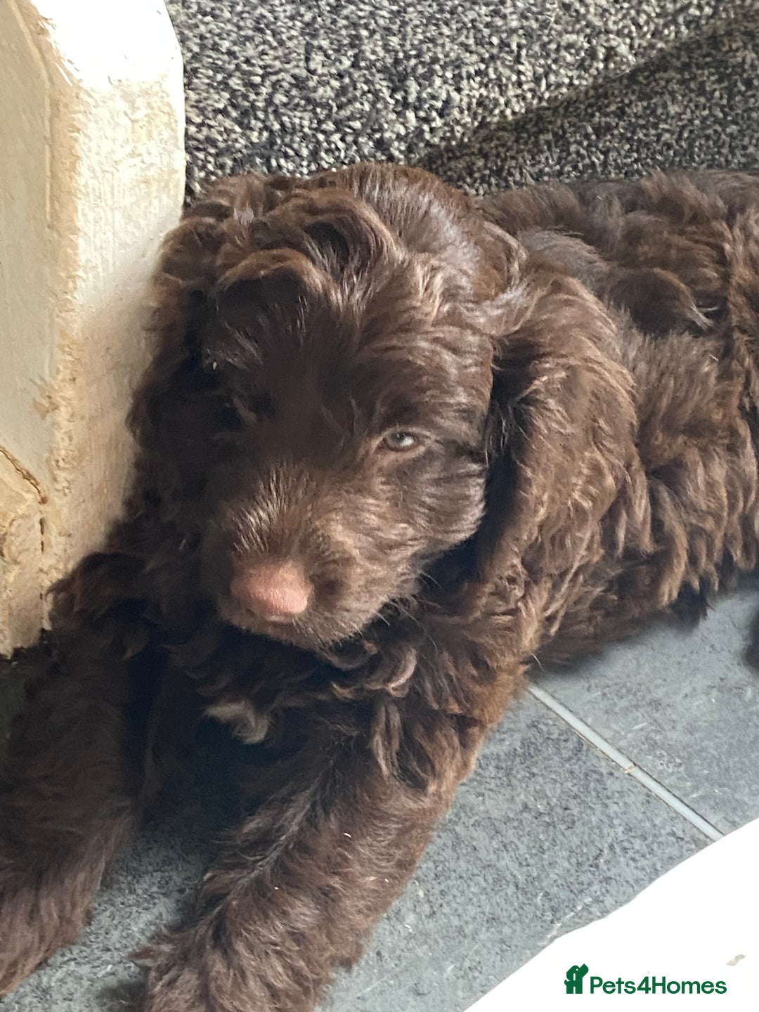 Cockapoo dogs for sale: last F1 boy ready now - Image 1