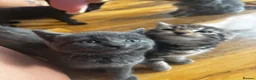 Mixed Breed cats for sale: 7 beautiful kittens available  - Advert 15