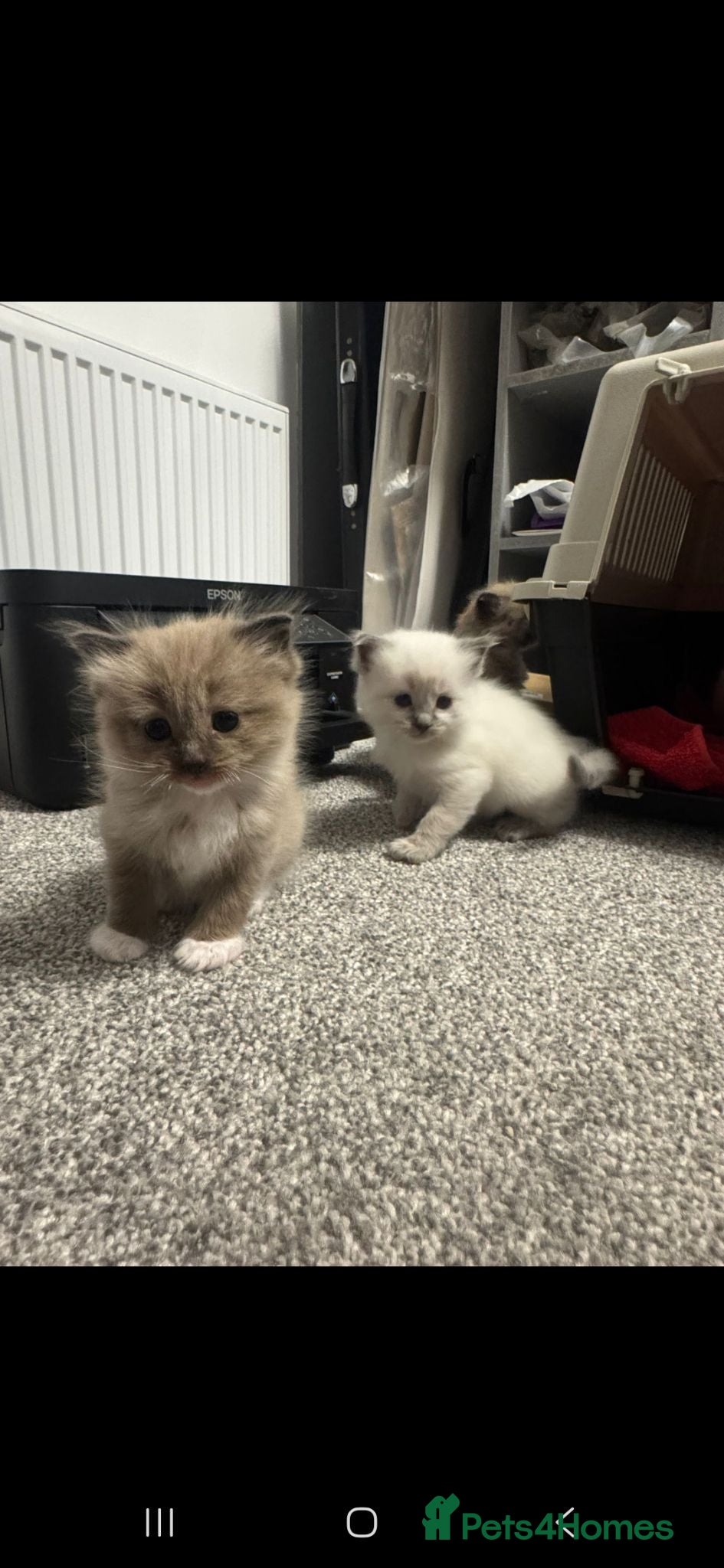 Ragdoll cats Beautiful Ragdoll kittens  - Advert 2