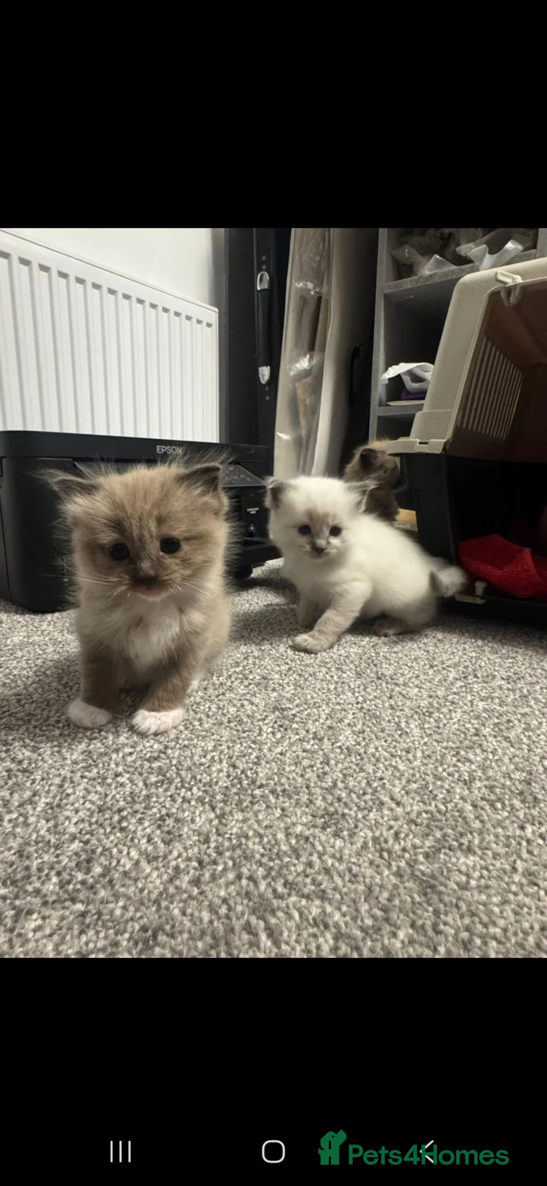Ragdoll cats for sale: Beautiful Ragdoll kittens  in High Wycombe - Advert 2