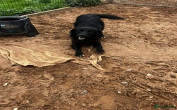 Mixed Breed dogs for adoption: Meet Bailey, currently residing in Cheshire  - Image 3