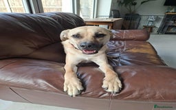 Mixed Breed dogs for adoption: Rocco - Norwich Norfolk  - Image 11