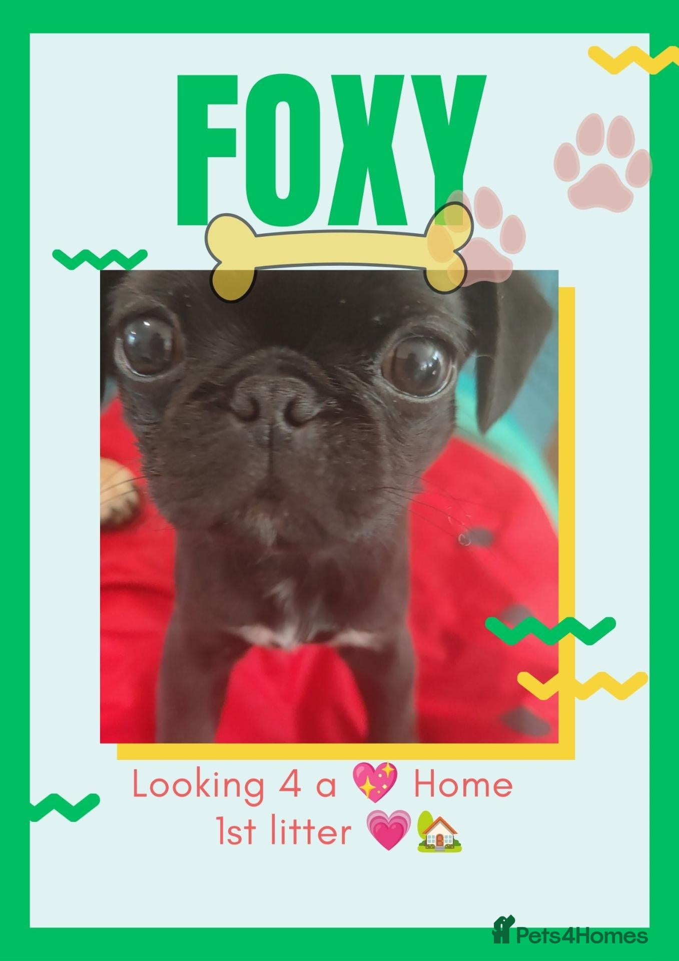 Pug dogs Gorgeous Pug 💛 Price Reduced For The Perfect Home - Advert 4
