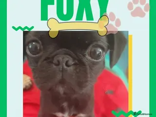 Pug dogs Gorgeous Pug 💛 Price Reduced For The Perfect Home - Advert 1