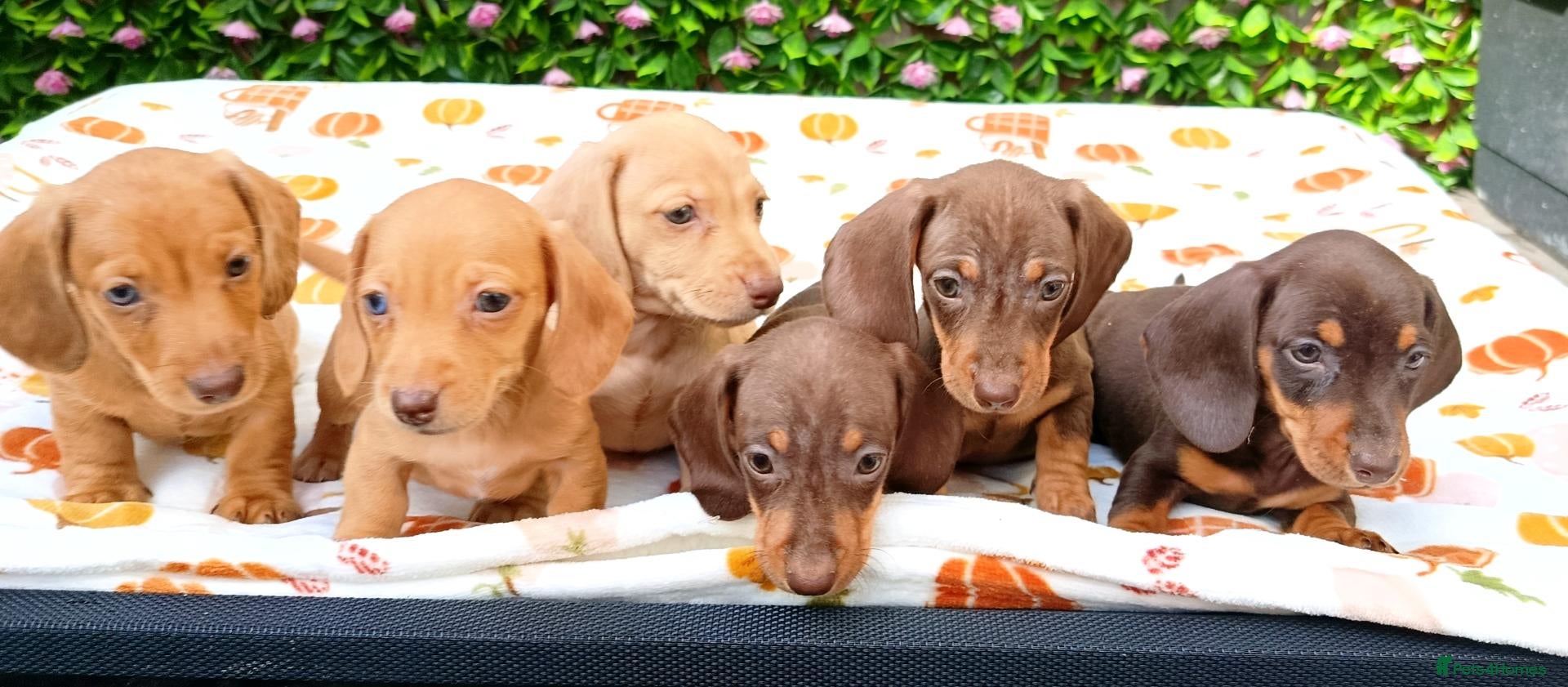 Miniature Dachshund dogs MINI DAXI KC REG PRA CLEAR - Advert 1