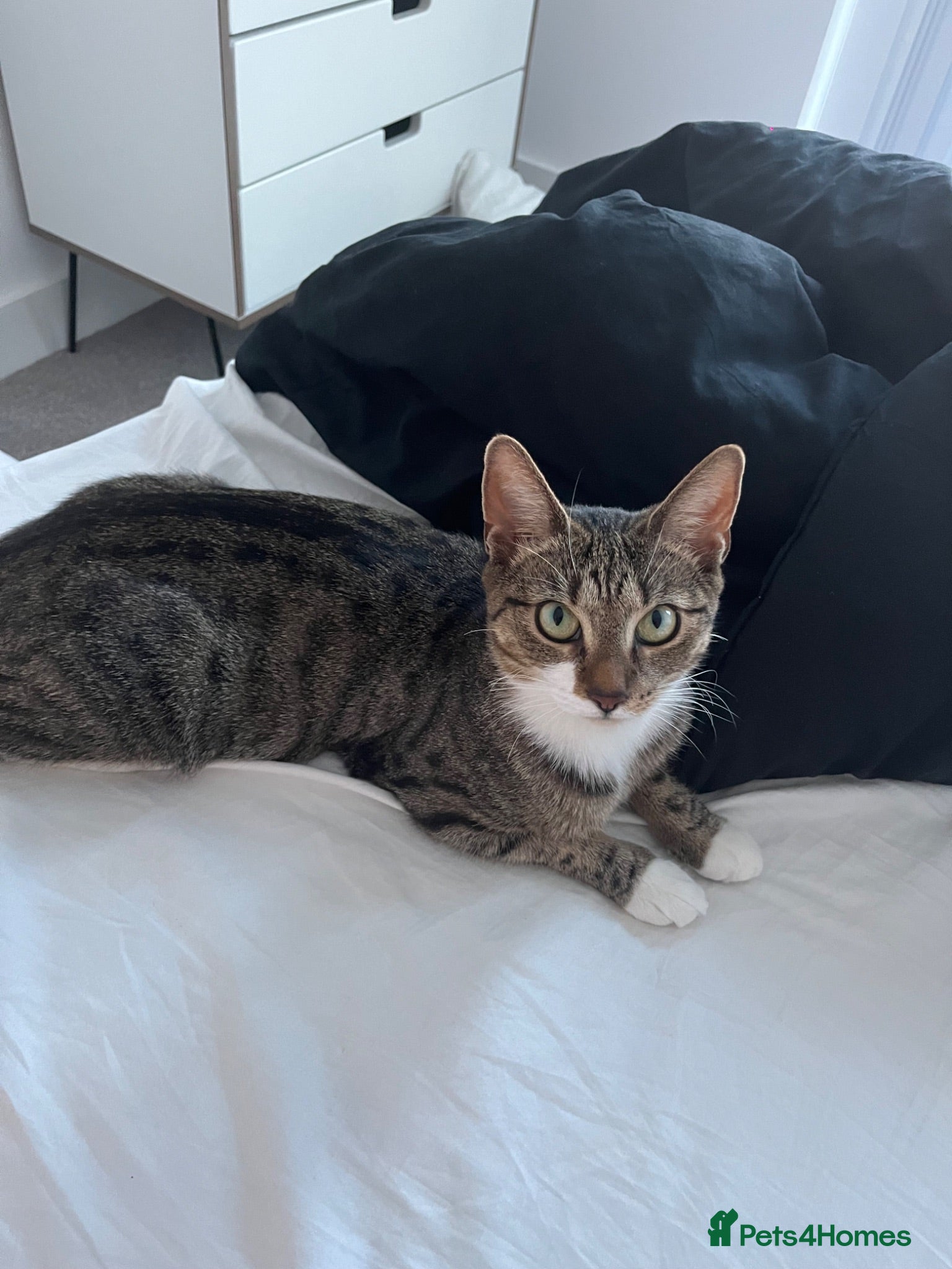 Mixed Breed cats Cat and 2 kittens looking for a loving home  - Advert 5