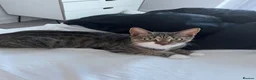 Mixed Breed cats for sale: Cat and 2 kittens looking for a loving home  - Advert 1