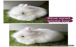 Lionhead rabbits for sale: Stunning double mained lionheads ready now  - Image 5