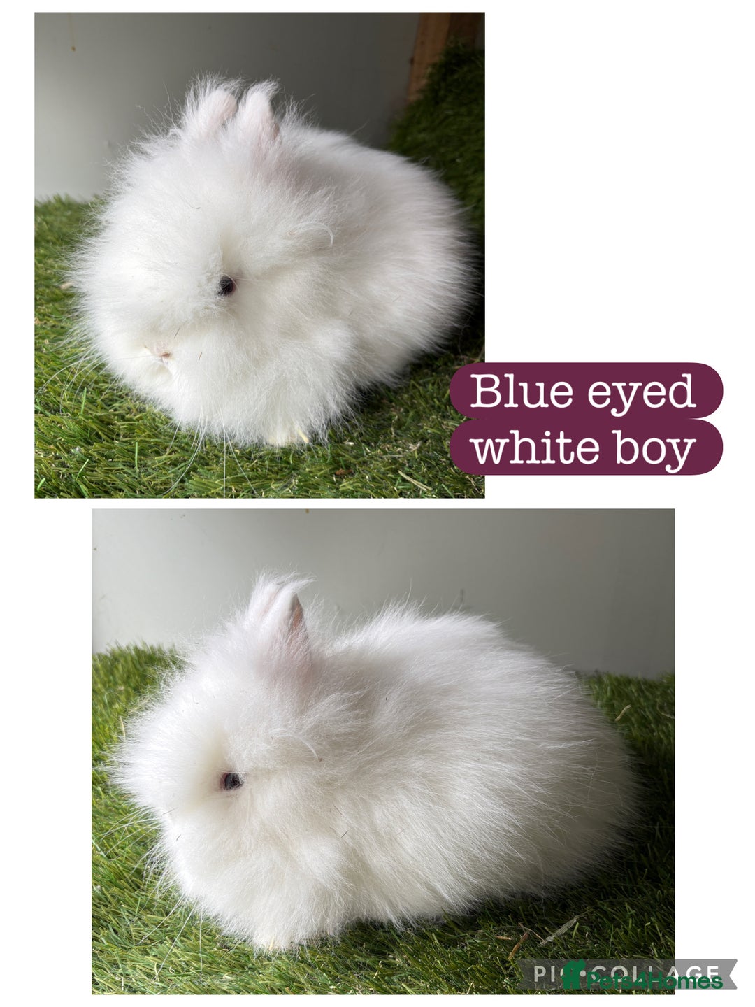 Lionhead rabbits for sale: Stunning double mained lionheads ready now  - Image 5
