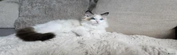 Ragdoll cats for sale: STUNNING RAGDOLL BOY – ACTIVE BREEDING - Advert 7