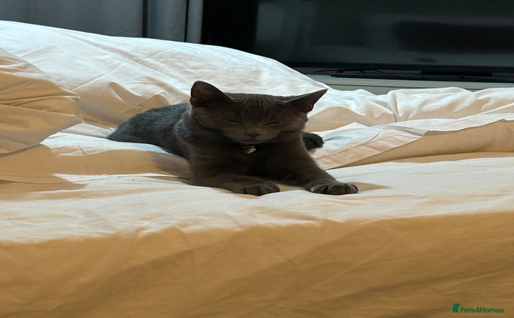British Shorthair cats - Advert 10