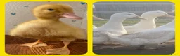 Chickens poultry for sale: Hatching Eggs, Chicks & Ducklings - Many Breeds - Advert 3