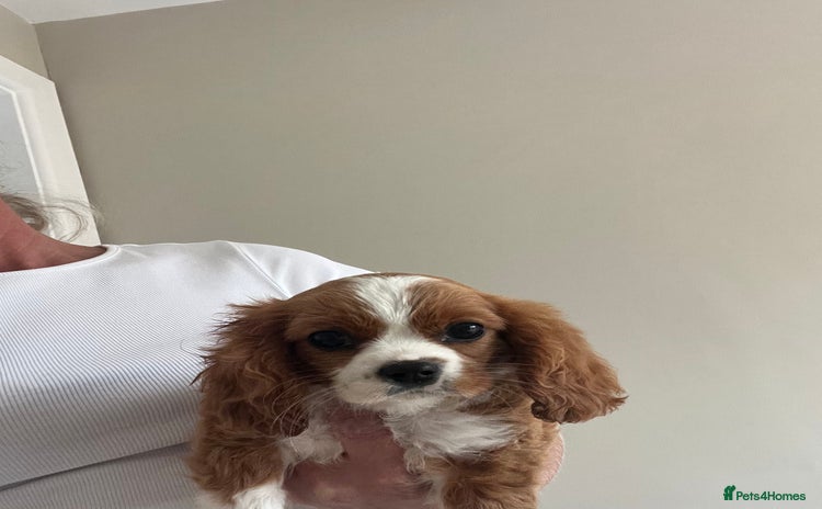 Cavalier King Charles Spaniel dogs - Advert 1