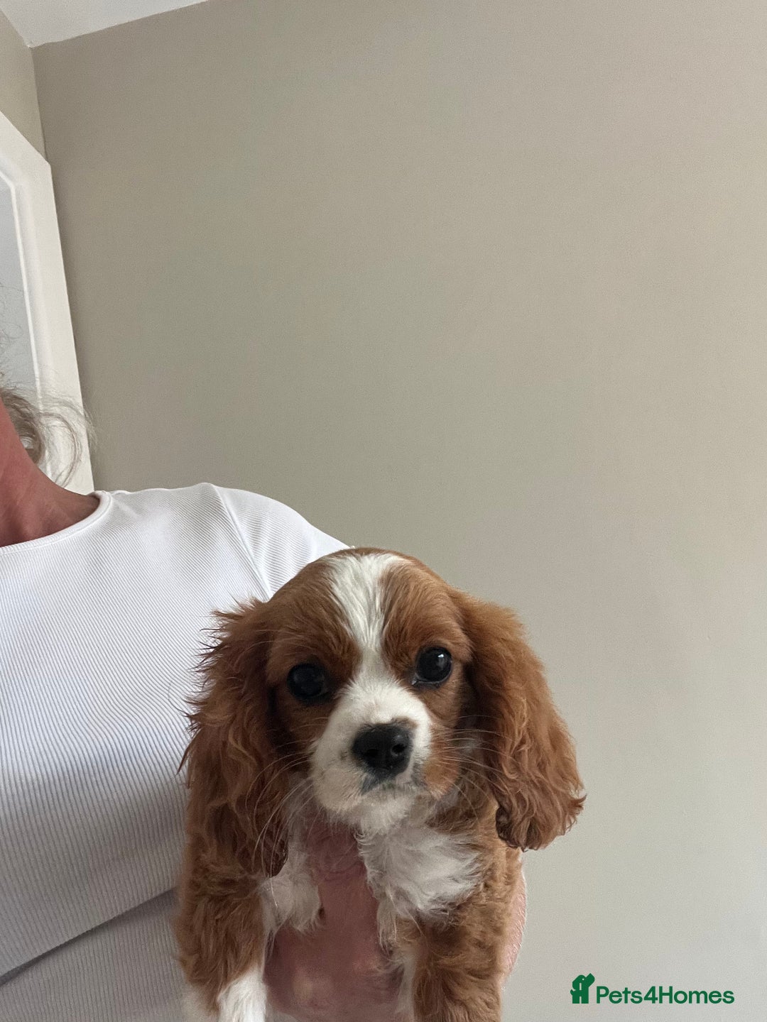 Cavalier King Charles Spaniel dogs for sale: KC Cavalier King Charles spaniel puppies - Image 1