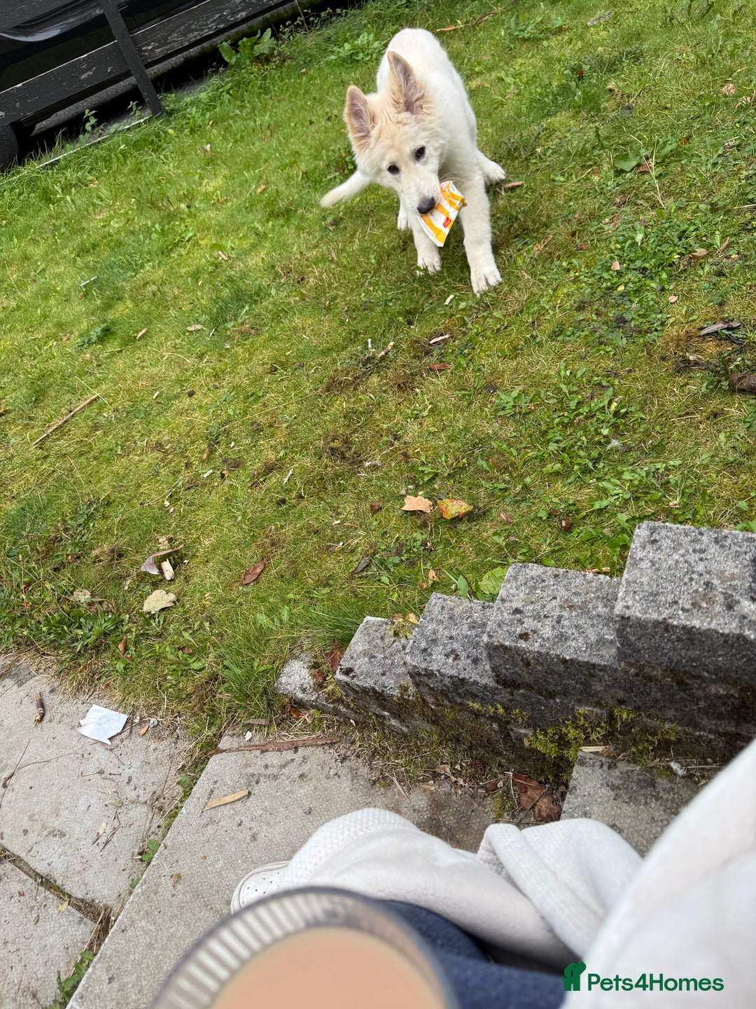 German Shepherd dogs for sale: White German shepherd pup  - Image 4