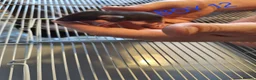 Rat rodents for sale: Baby male and female dumbos and rex rats  - Advert 21