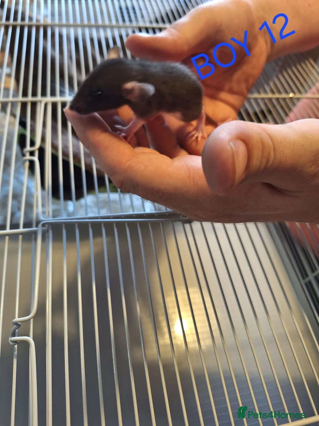 Rat rodents for sale: Baby male and female dumbos and rex rats  - Advert 21