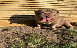 English Bulldog dogs for stud: Fluffy English Bulldog Carrying Curly  in Margate - Image 1