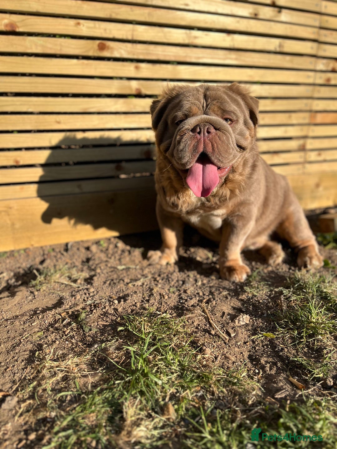 English Bulldog dogs for stud: Fluffy English Bulldog Carrying Curly  in Margate - Image 1