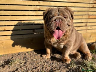 English Bulldog dogs Fluffy English Bulldog in Margate - Advert 15