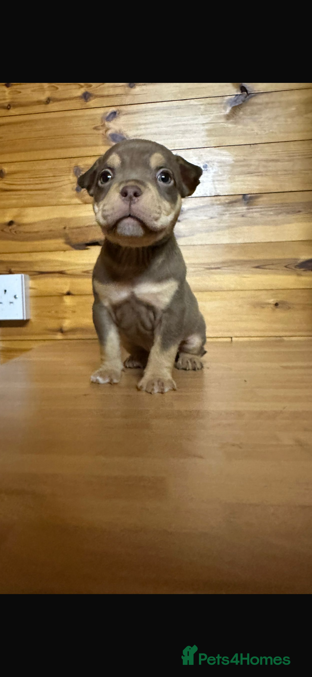 American Bully dogs for sale: Pocket BULLYS  - Advert 5