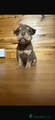 American Bully Puppy 10