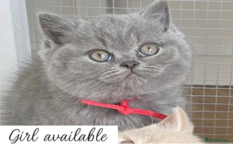 British Shorthair cats - Advert 2