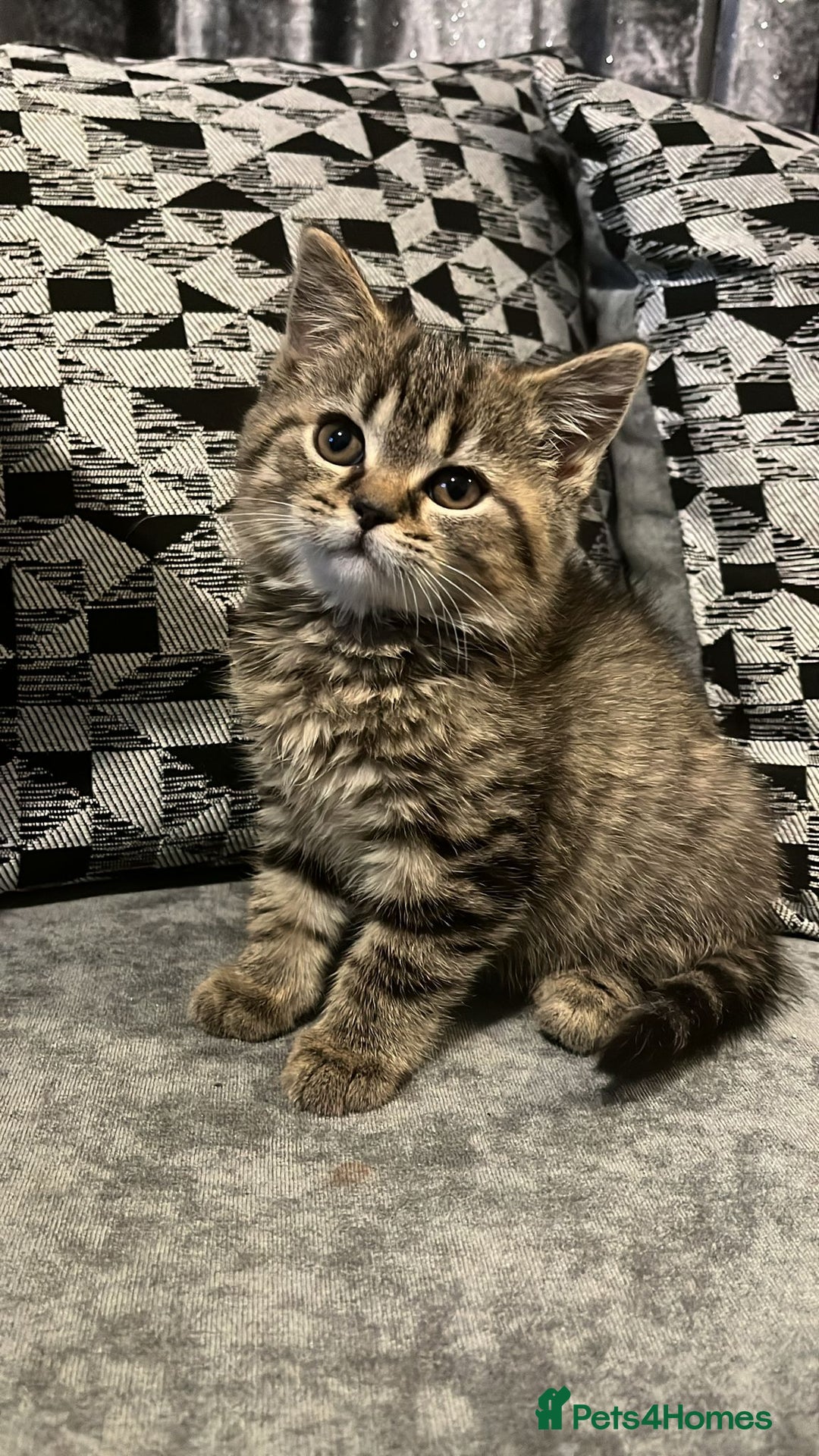 British Shorthair cats for sale: British Shorthair kitten  - Advert 8