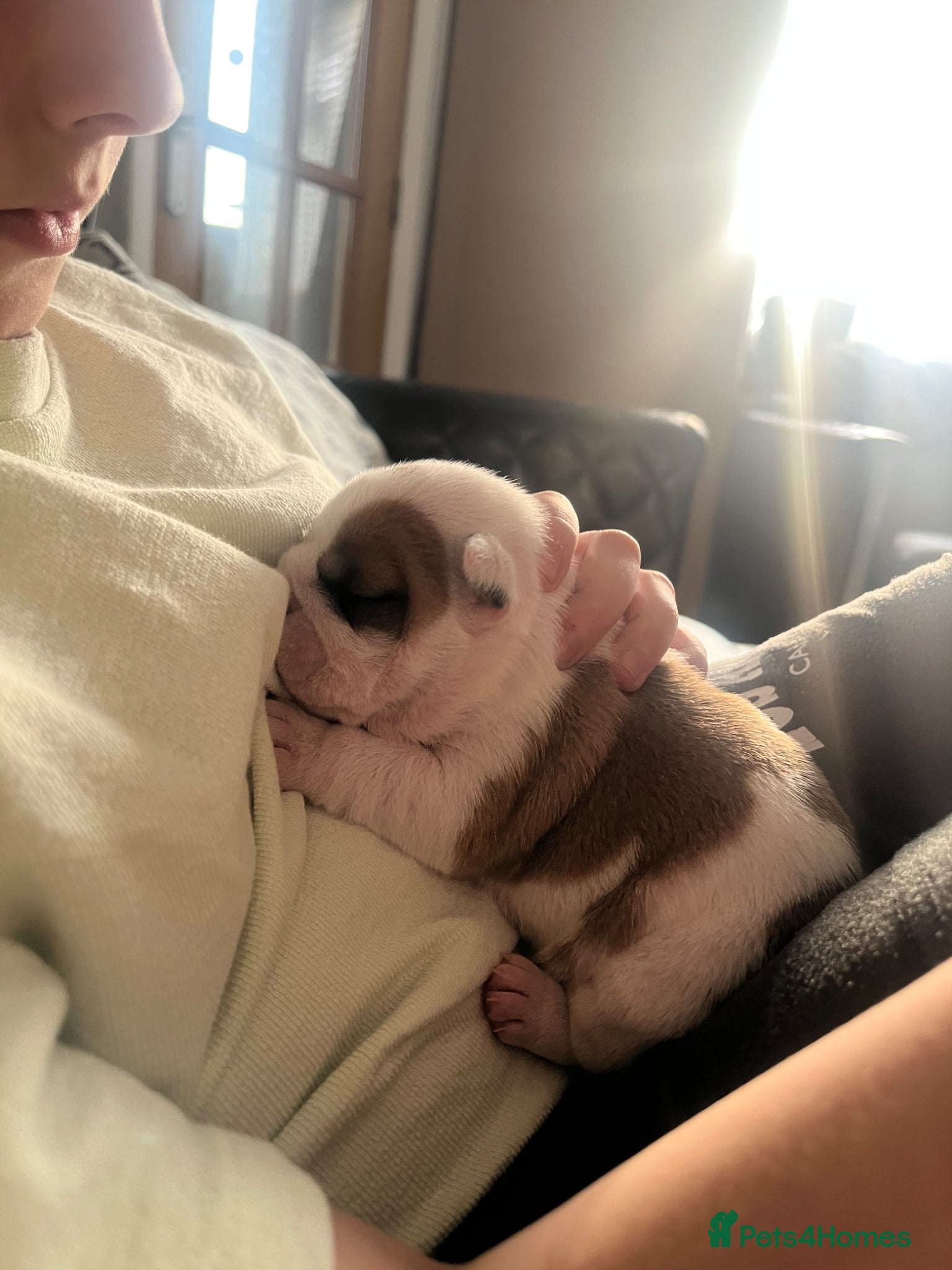 English Bulldog dogs 5 standard bulldogs silver health tested parents  - Advert 2