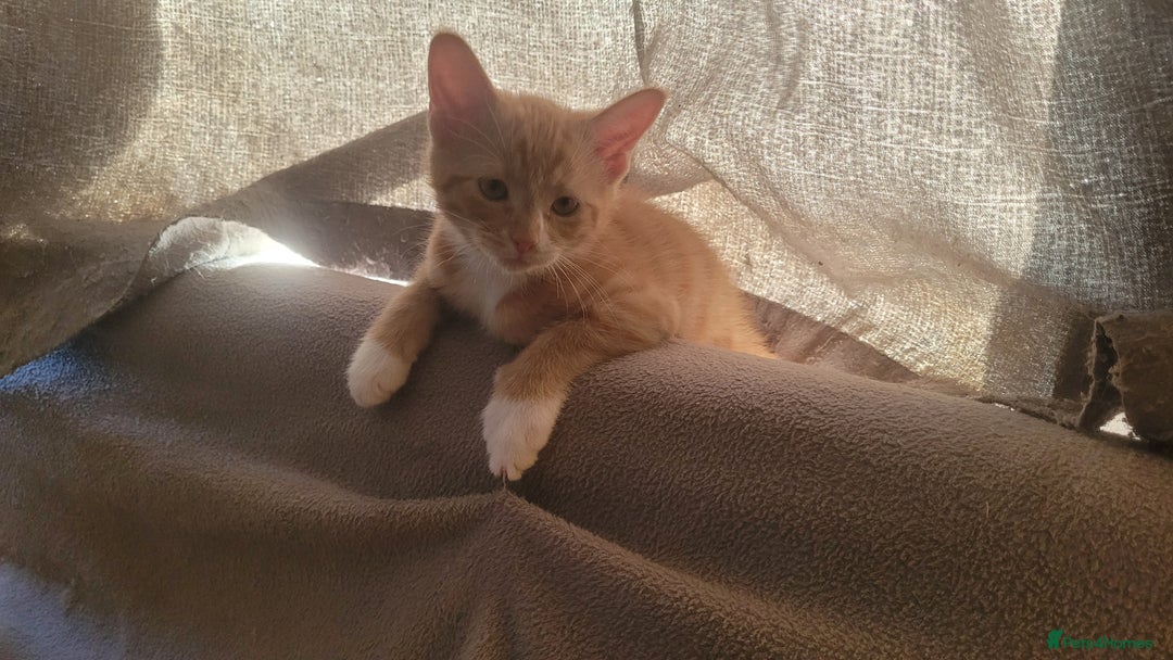 Mixed Breed cats for sale: Three gorgeous kittens available! - Advert 21