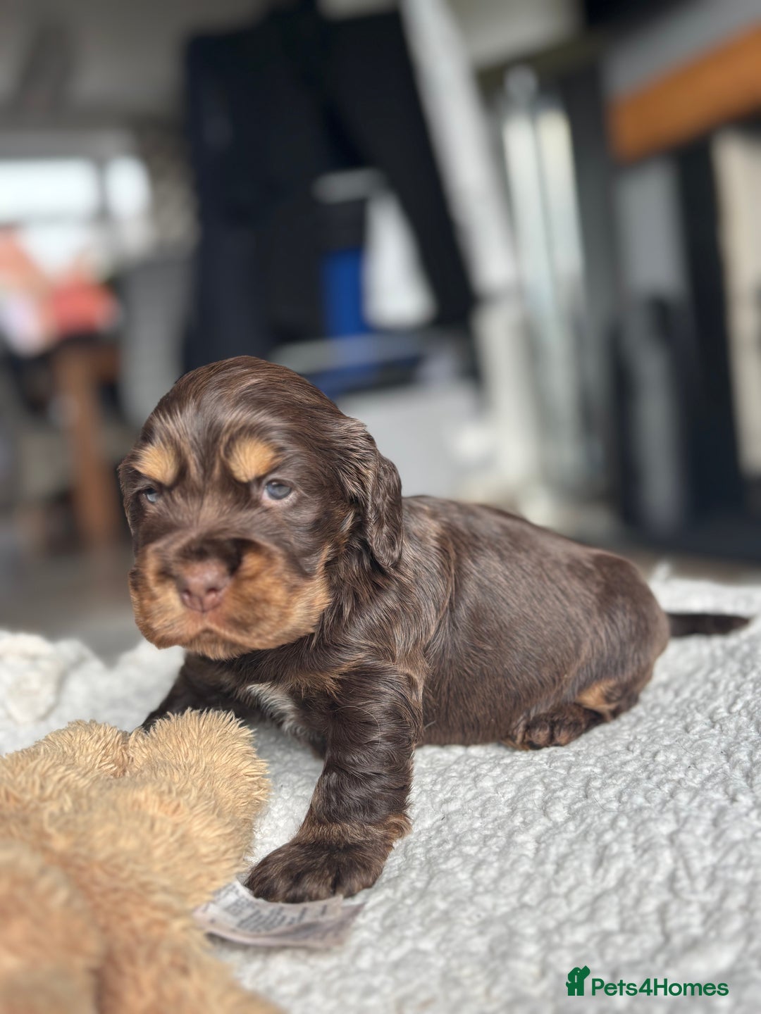 Cocker Spaniel dogs for sale: 🐾[Simbawood Lines]KC Show Cocker Spaniels🐾 - Advert 15