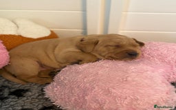 Labrador Retriever dogs for sale: Beautiful KC Registered Labrador Puppies - Image 6