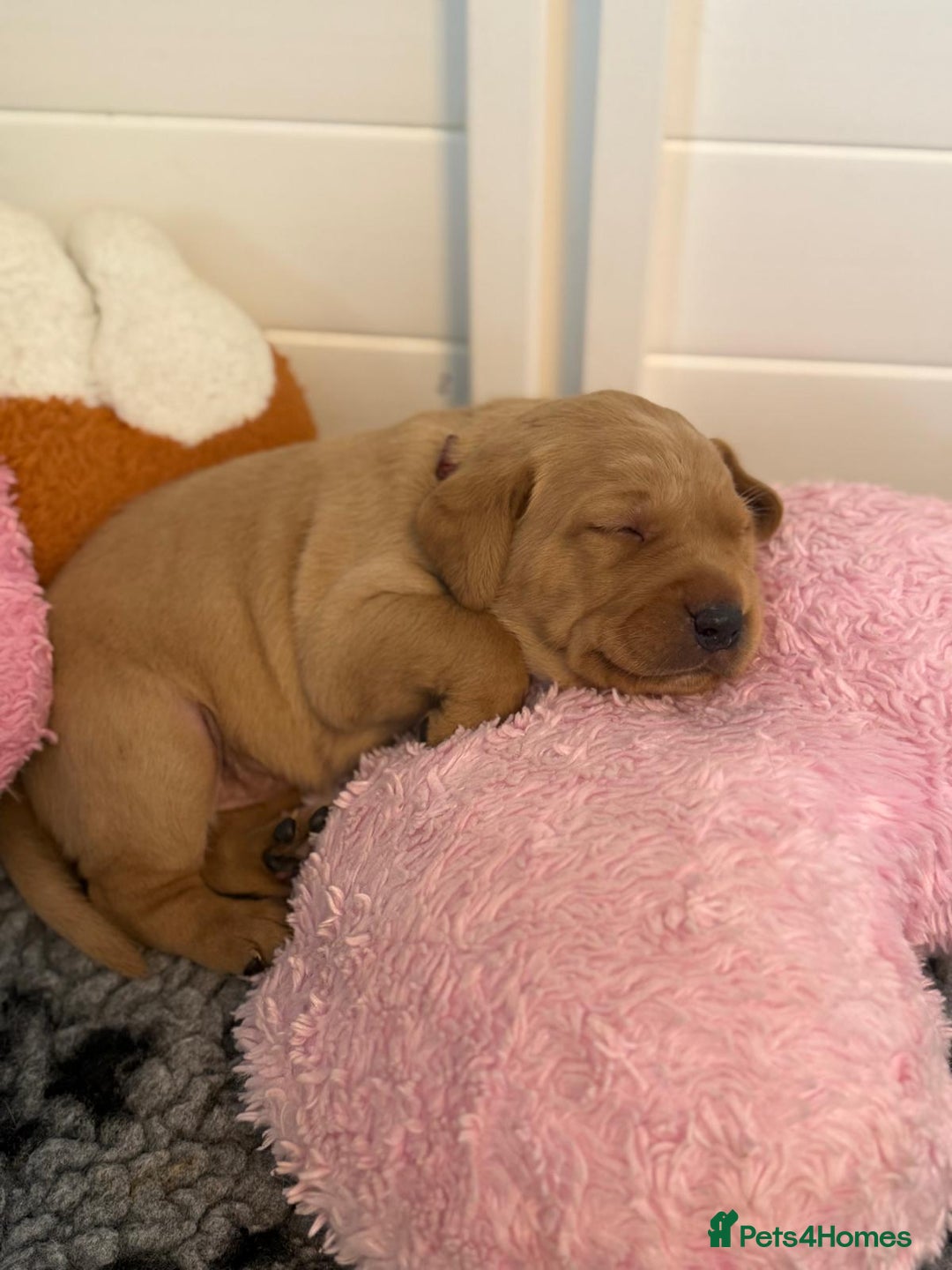 Labrador Retriever dogs for sale: Beautiful KC Registered Labrador Puppies - Image 6