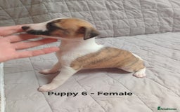 Whippet dogs for sale: *LAST MALE PUPPY* Beautiful KC Registered Puppies - Image 15